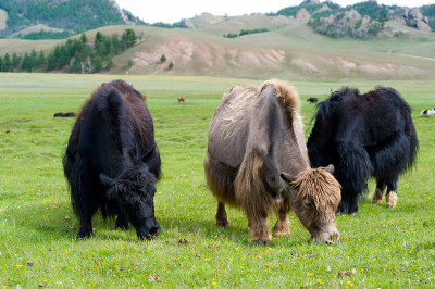 grazing yaks