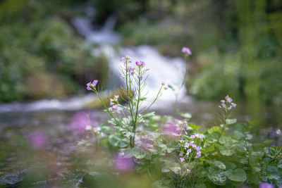 白花酢浆草(cardamine pratensis)
