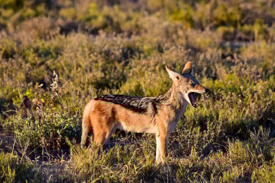 Jackal - Etosha，纳米比亚