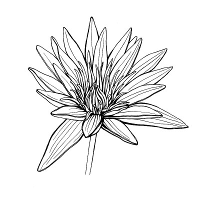花圣莲花——印度的象征(睡莲)。黑白轮廓插图手绘作品孤立在白色。