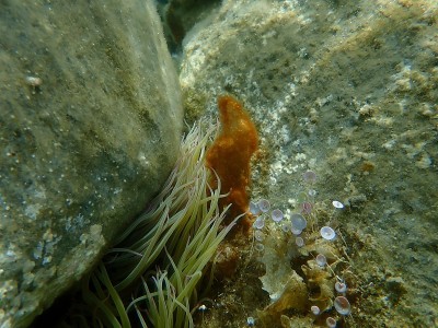 蛇锁海葵(Anemonia viridis)和Сlump的蓝藻细菌，以前称为蓝绿藻(蓝藻植物)海底