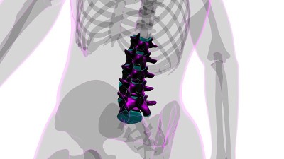 人体骨骼、脊柱、腰椎解剖学