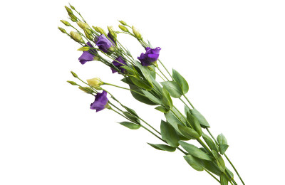 eustoma鲜花孤立