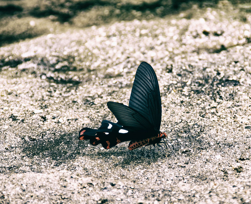 Papilio polytes romulus