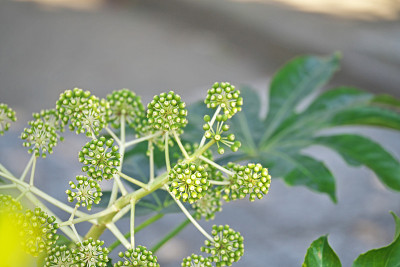 Fatsia japonica