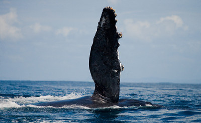 The fin humpback whale.