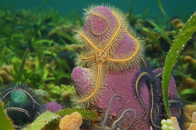 海洋生物苏森脆星管海绵