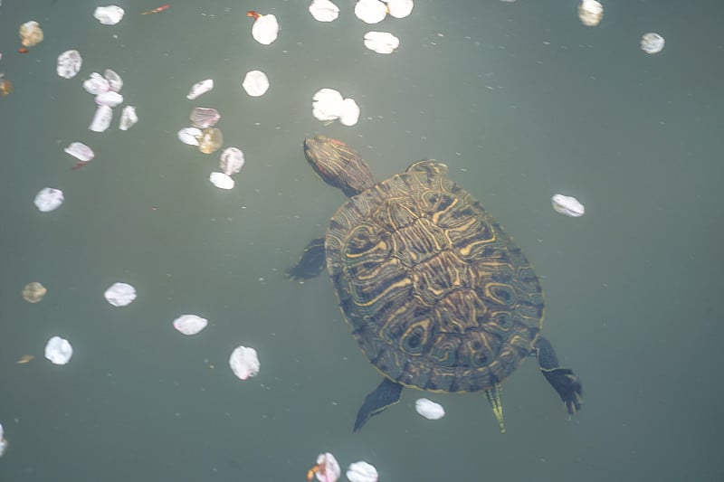 绿海龟游池塘，樱花花瓣浮