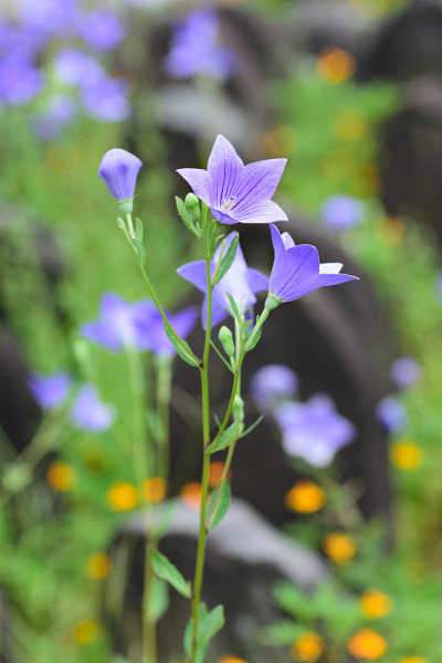 Platycodon grandiflorus