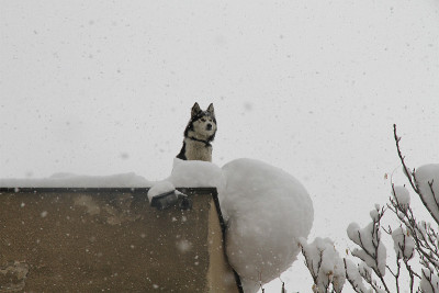 Snow and birds