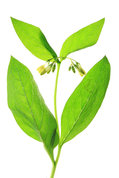 聚合草