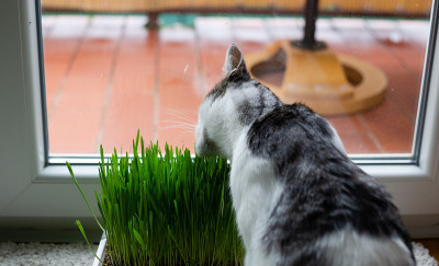 家猫吃绿草