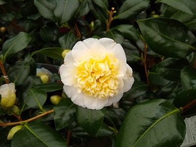 山茶花‘鹅黄’
