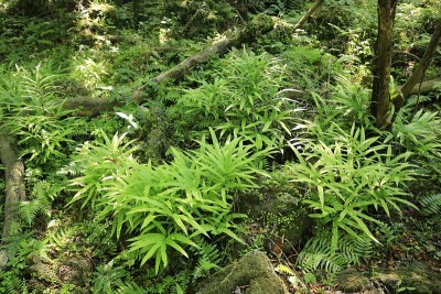 森林，森林，小径，步道，原始森林，