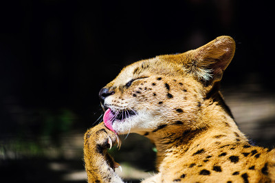美丽的薮猫的猫