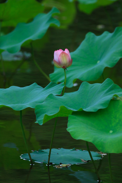 莲花