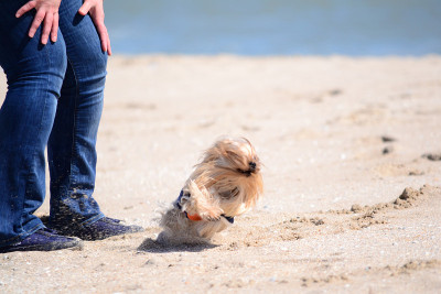 约克郡犬在海边散步