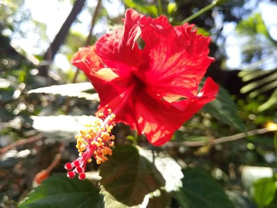 红蜘蛛芙蓉