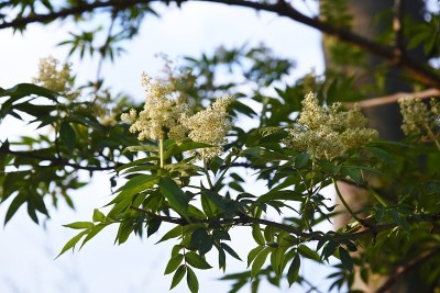 sambuus sieboldiana(日本红接骨木)花