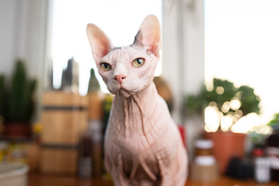 无毛猫sphynx