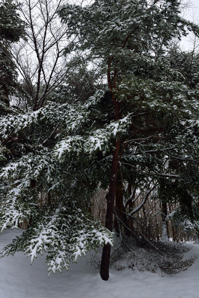 冬季