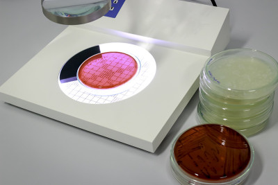 菌落计数器和液体培养皿玻璃器皿中培养微生物，真菌和微生物培养皿塔，微生物和生物技术实验室实验概念。