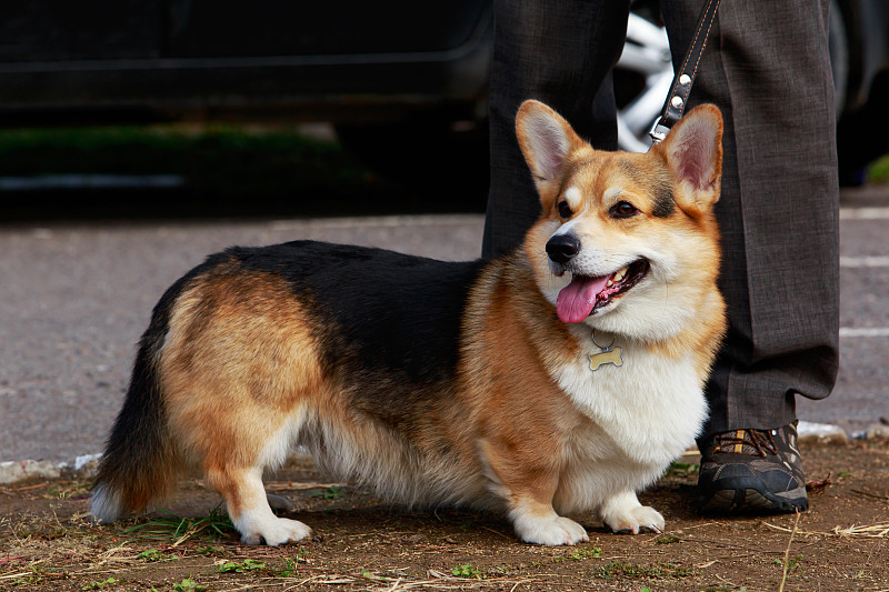 威尔士科基犬彭布罗克