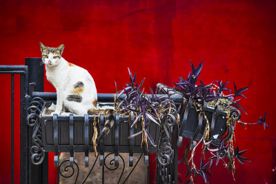 红色的墙的猫