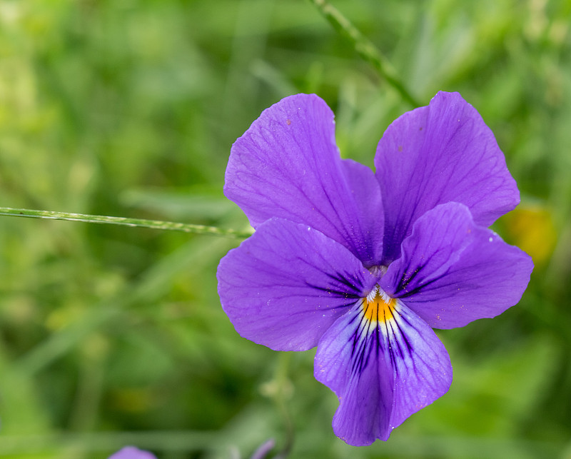 蓝花