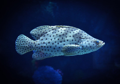 海洋生物，水下海洋鱼类，座头石斑鱼