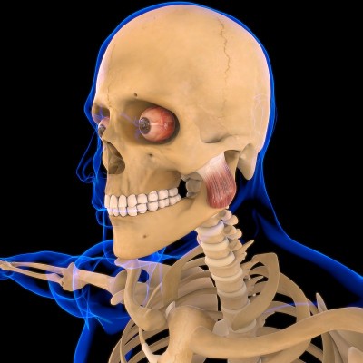 咬肌浅表肌肉解剖医学概念3D