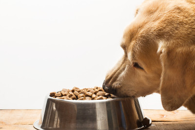 拉布拉多猎犬吃狗