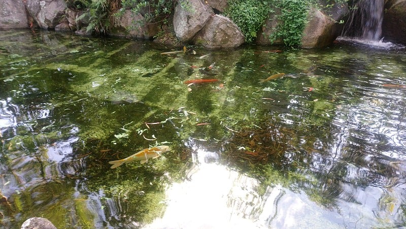 鲤鱼在一个小日本池塘在维拉审慎的生态公园