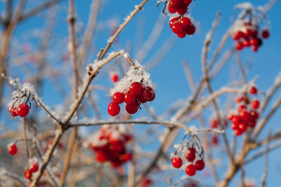 在冬天，星星在干枯的草地和树上结霜和雪
