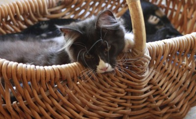 小缅因在玩小猫