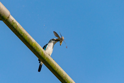 乌干达恩德培的林地翠鸟(Halcyon senegalensis)栖息在一根金属柱上，与老虎蛾的猎物