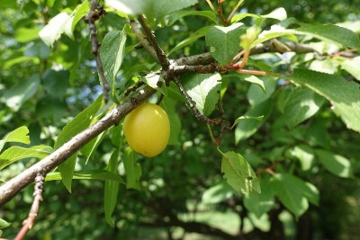 7月中旬，单叶黄李