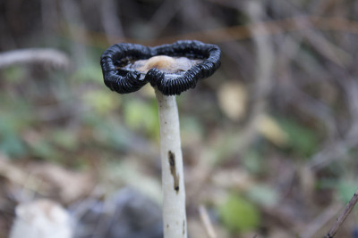 秋林蘑菇