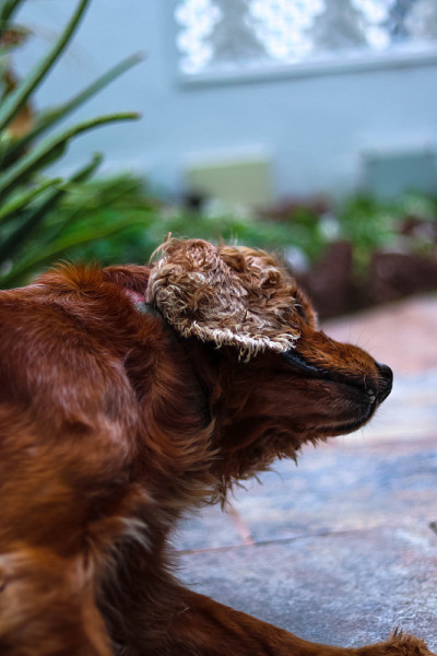 可卡犬在地板上搔痒
