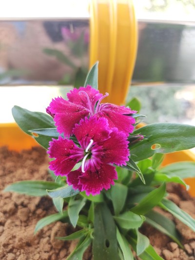长春花或马达加斯加粉红色花