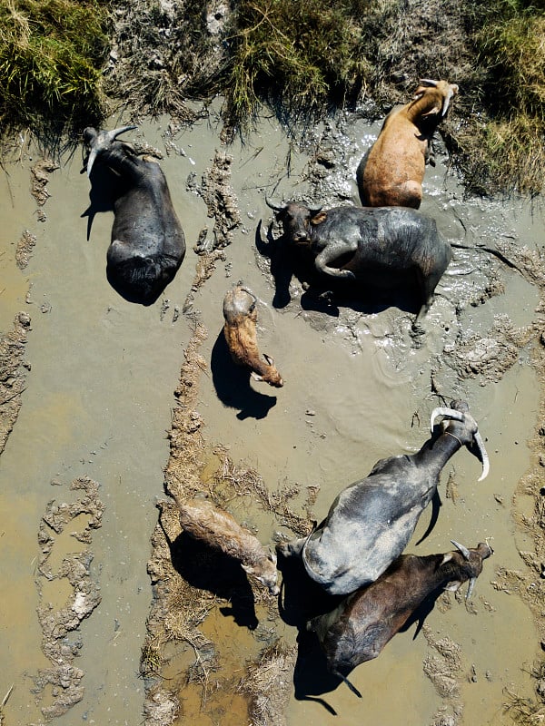 Aerial view of buffaloes lying in water in rice pa