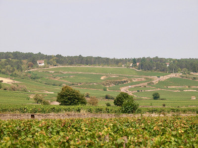 Wineyard /波恩,法国