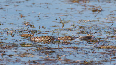 据说蛇Natrix tessellata，钓到了一条鱼