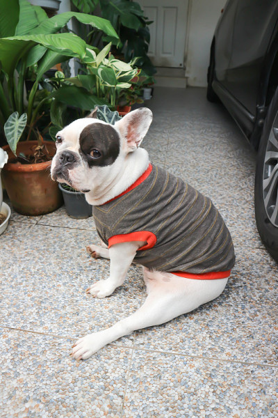 法国斗牛犬，法国斗牛犬在家