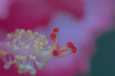 靠近美丽的芙蓉花在花园里。