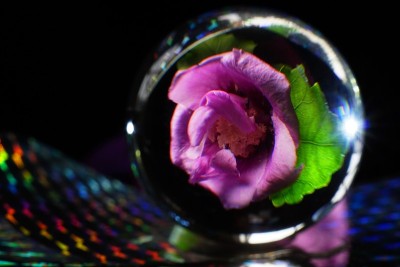 粉红色的花
