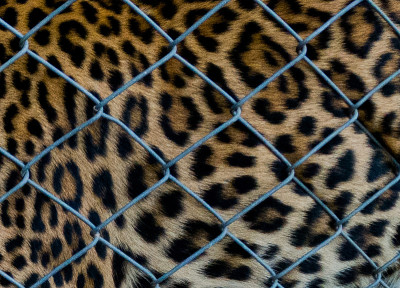 近距离猎豹在笼子里