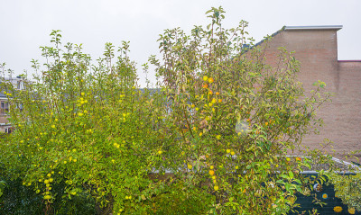 在秋天阳光下花园里的一棵苹果树上的苹果