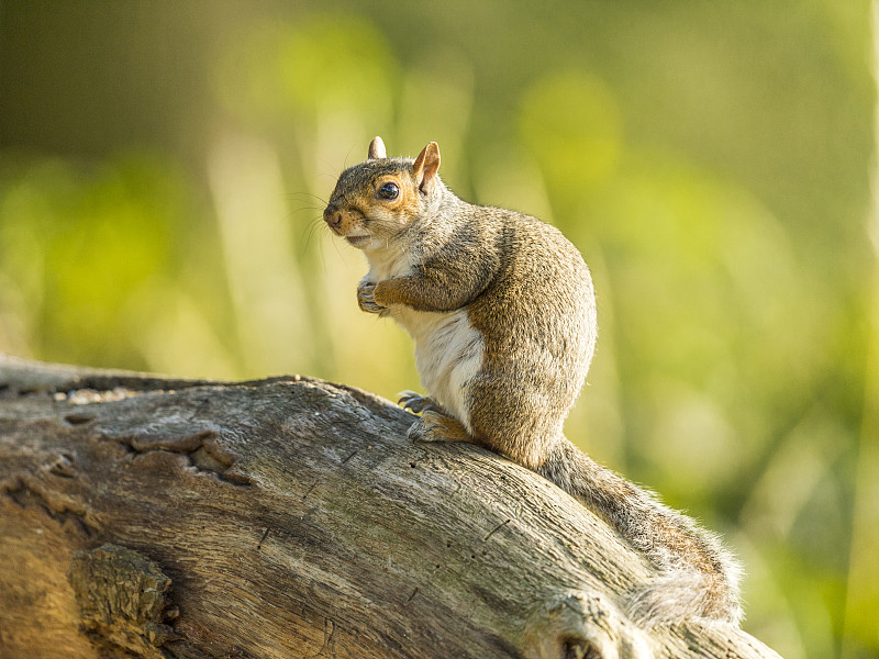 灰松鼠(Sciurus carolinensis)