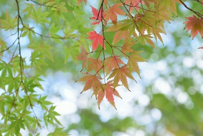背景变化颜色的日本枫叶